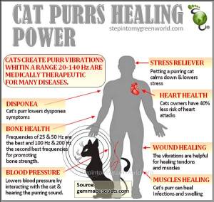 Cats purring healing