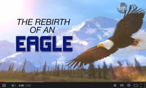 The rebirth of an eagle